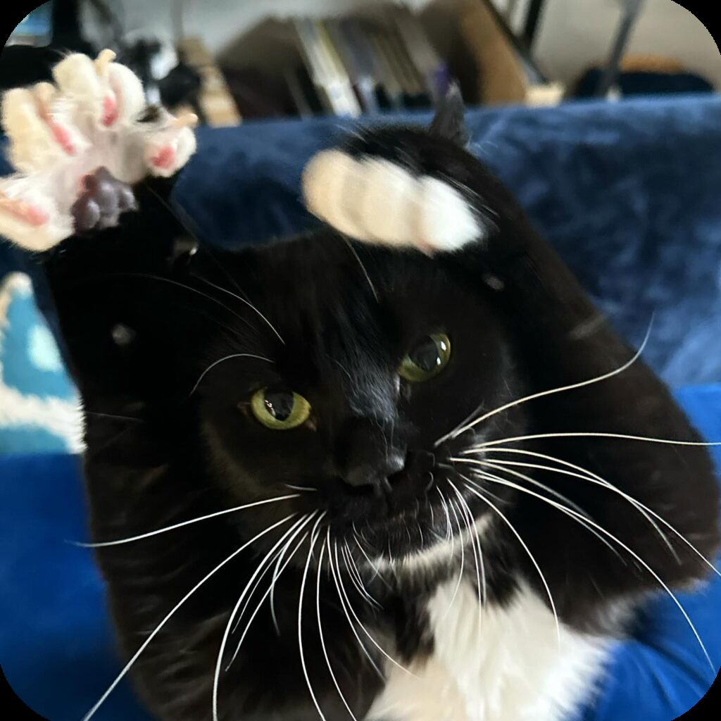 Mia, a tuxedo cat, waves her hands in the air like she just don't care
